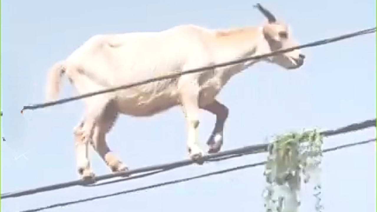 Goats walk on electricity wires with high professionalism .. video – ryan
