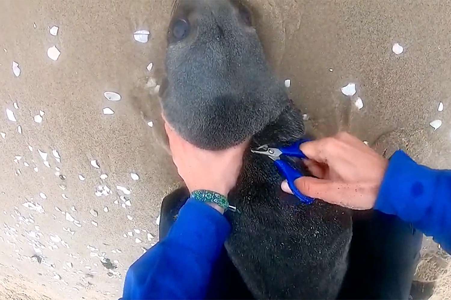 Kayaker Saves Baby Seal from Strangling Fishing Line – ryan