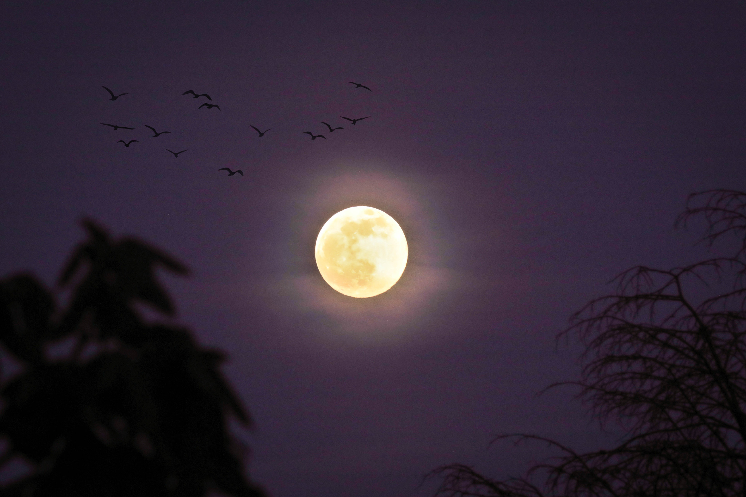 How To See Pink Full ‘Minimoon’ This Weekend – ryan