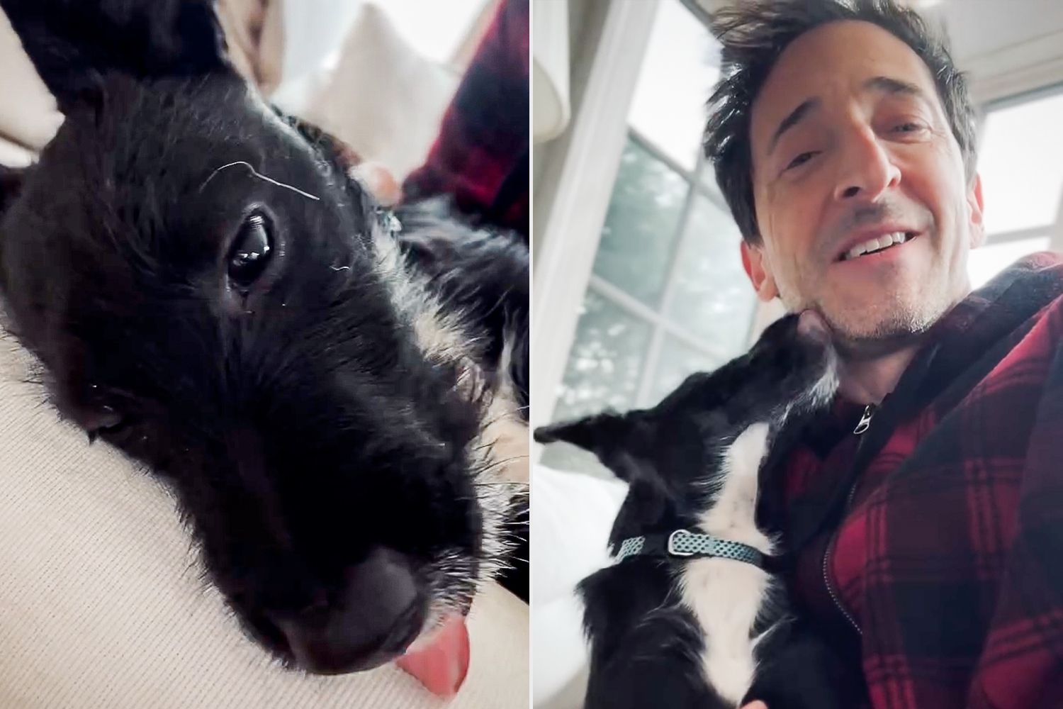 Adrien Brody Adopts Puppy and Gives Him a Special Name – ryan