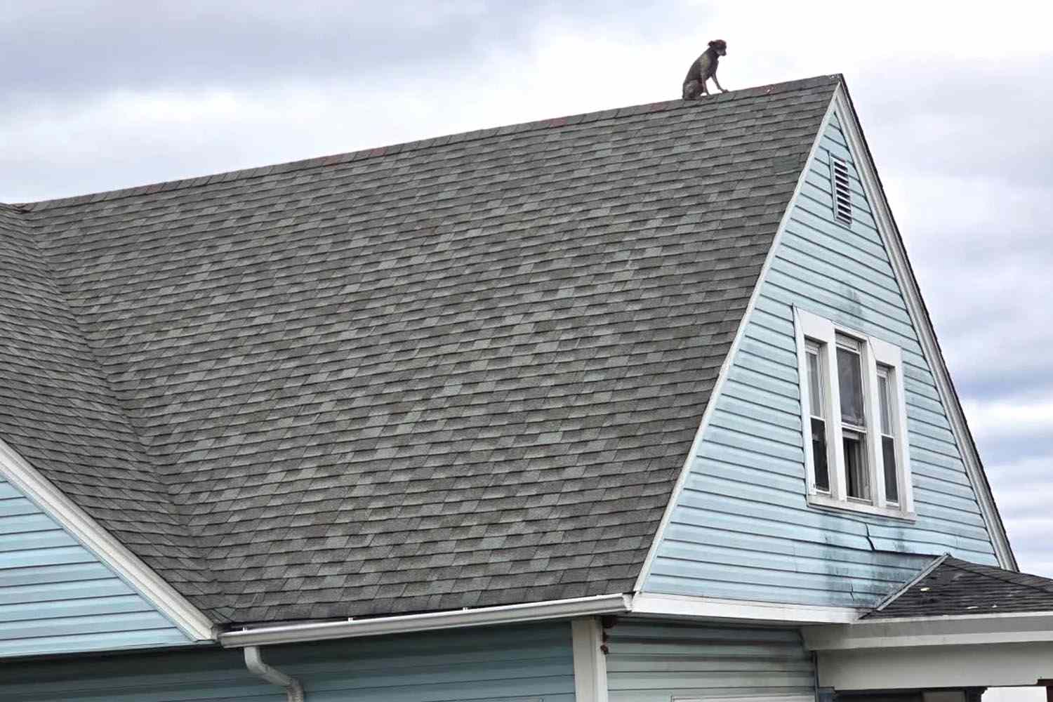 Firefighters Rescue Dog from 2-Story Roof in Connecticut – ryan