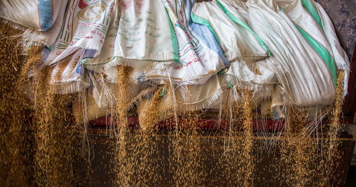 Why does the Egyptian commodity scholarship enter the new year by trading an orphan product?
