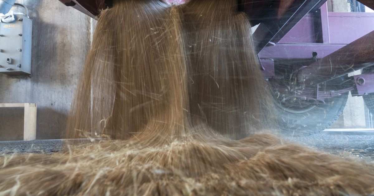 Ukraine offers 500 tonnes of wheat flour to help Syria