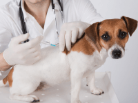 Rabies: Causes, Symptoms and Treatment