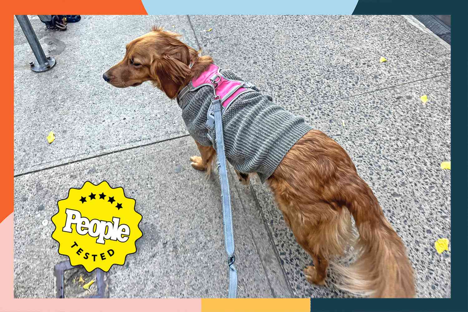 The 11 Best Dog Coats, Jackets, and Sweaters for Winter, Worn by Our Dogs – ryan