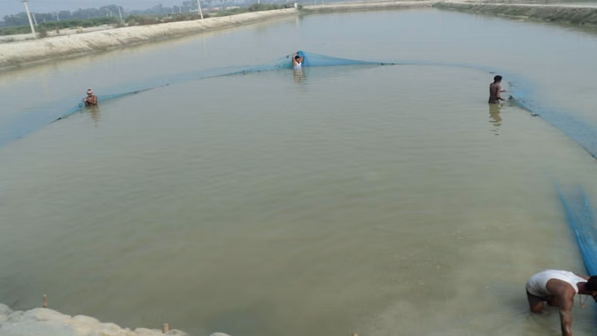 If you adopt this method of fisheries, you will be rich, millions earn money