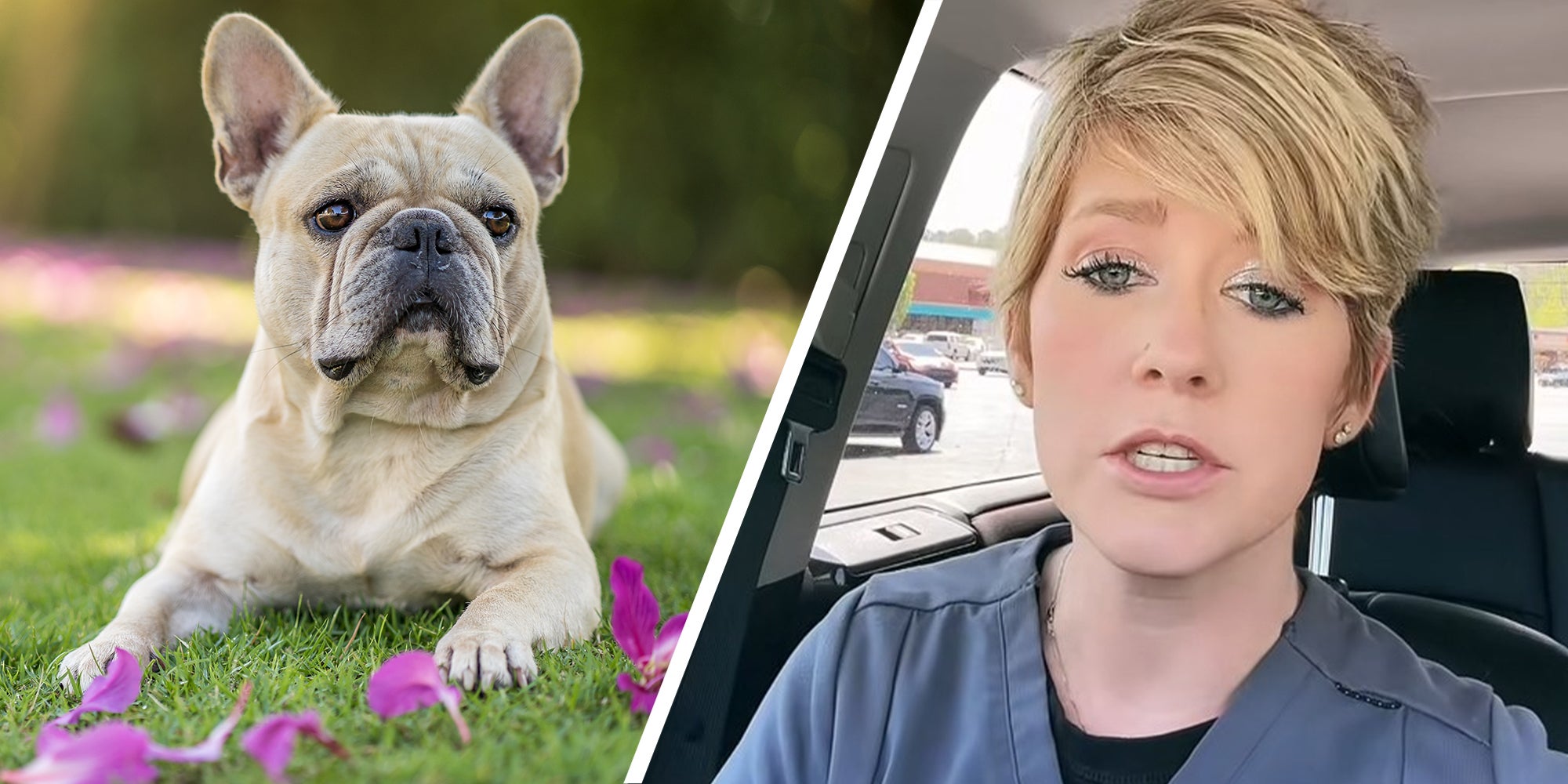 This Vet Tech Punched A Customer. Here’s Why – ryan