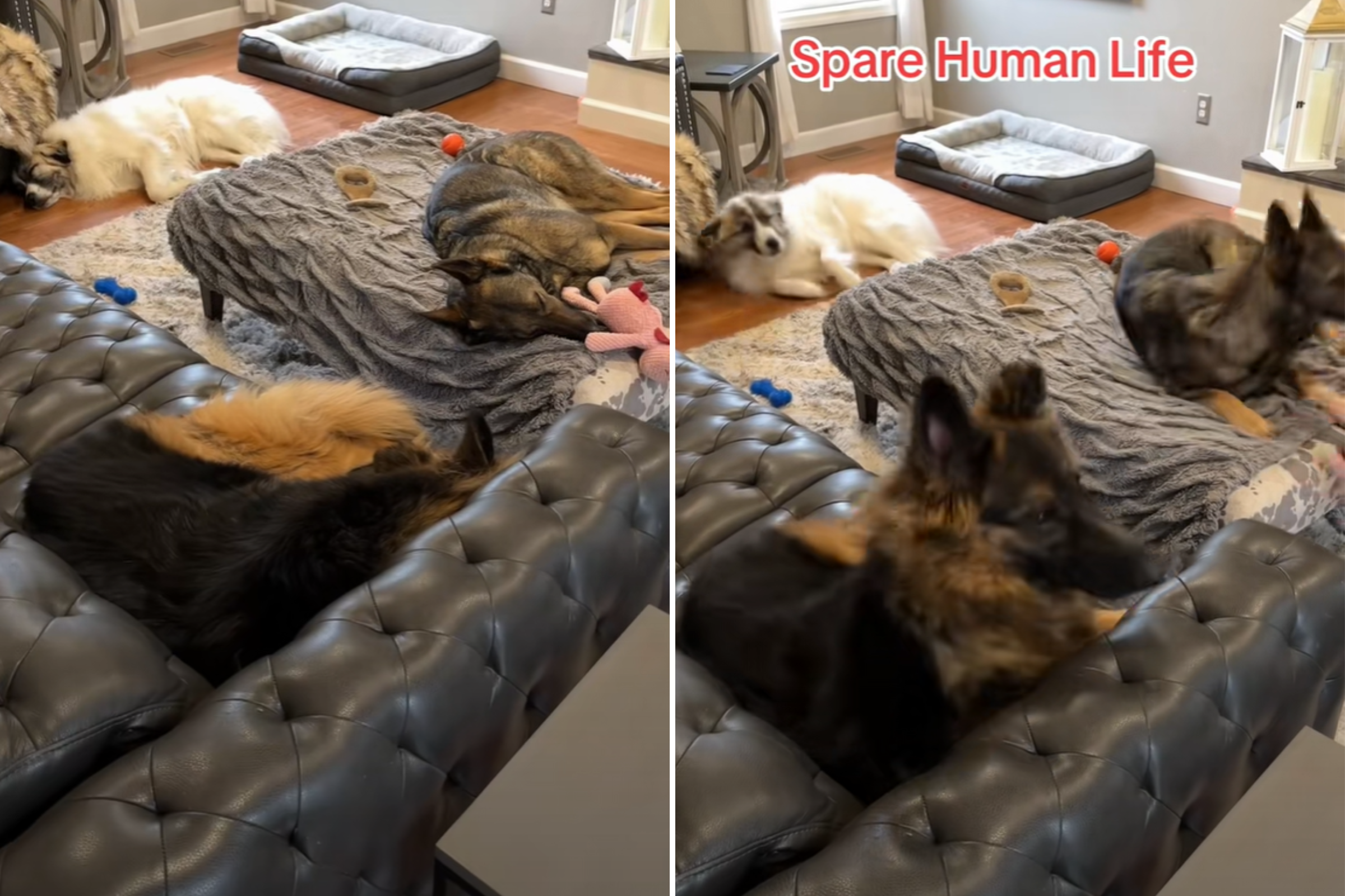Hysterics Over Man’s Way of Knowing He’s the ‘Spare Human’ to His 3 Dogs – ryan