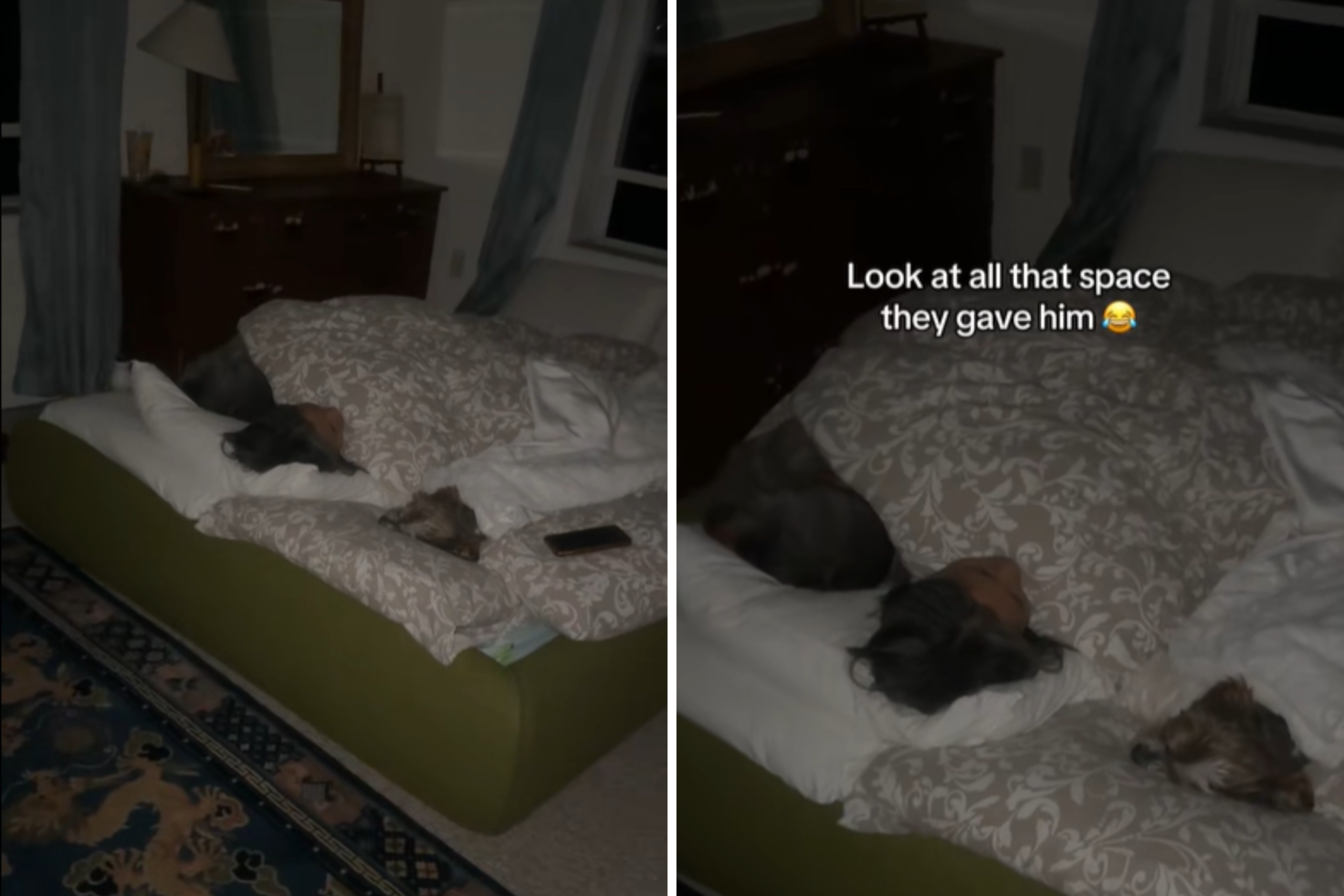 What Woman Captures Parents Doing for Senior Dog Has Internet in Bits – ryan