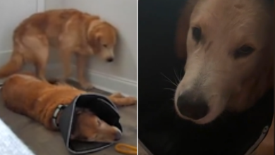 Owner Returns Home To Find Wrong Dog Wearing Vet Cone, Pet Cam Reveals All – ryan