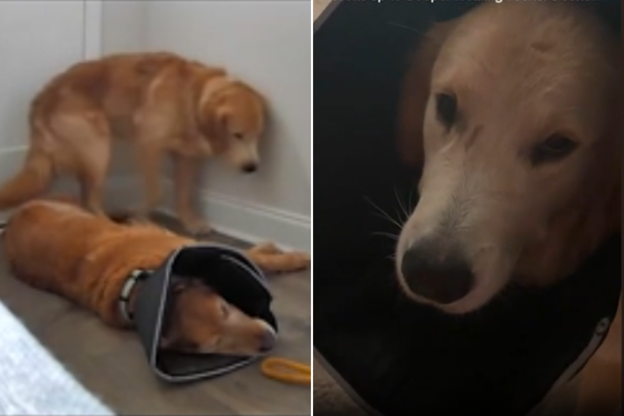 Owner Returns Home To Find Wrong Dog Wearing Vet Cone, Pet Cam Reveals All – ryan