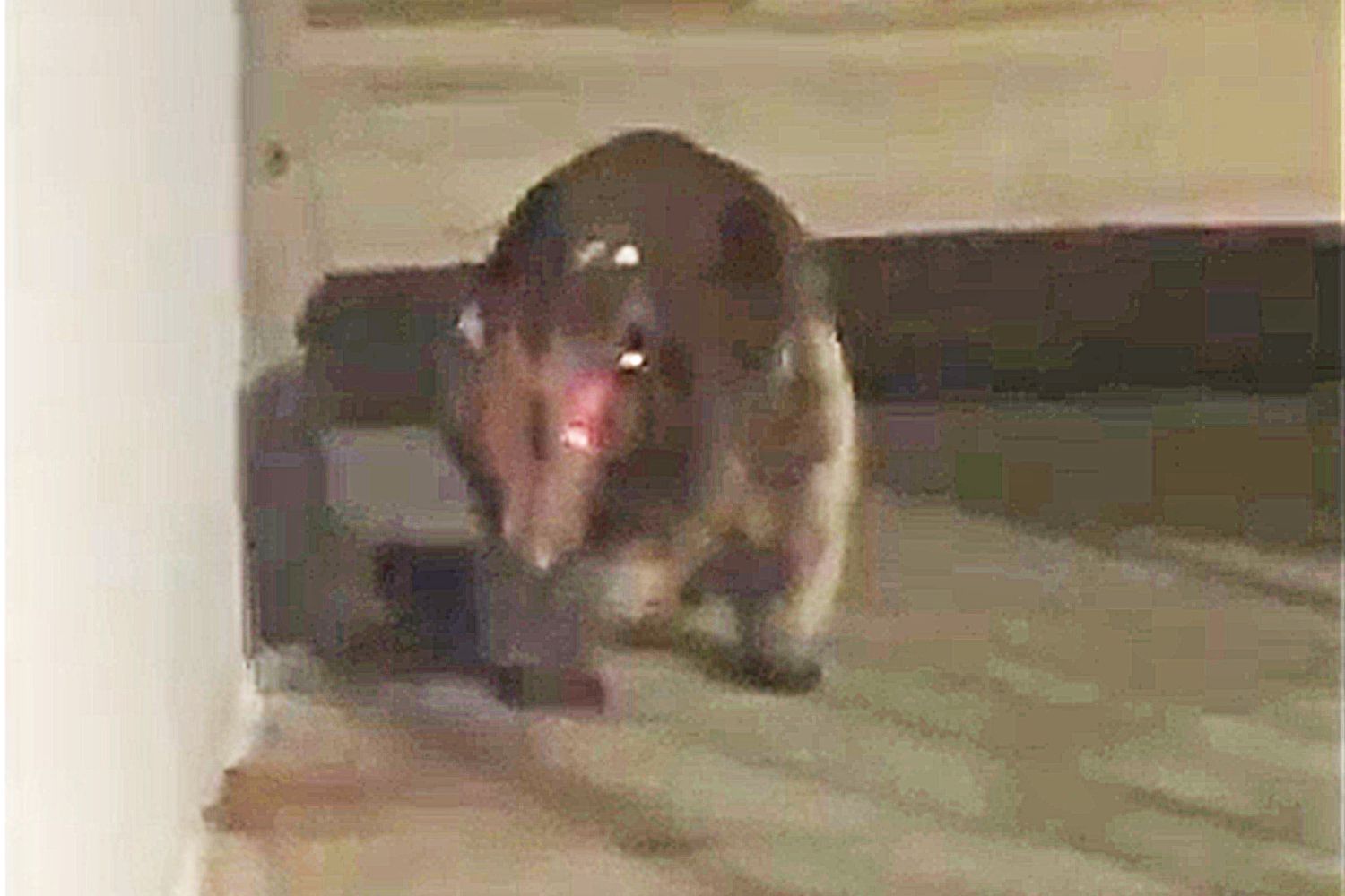 ‘Spooky’ Mystery Animal Sighting Baffles News Anchors – ryan
