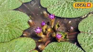 Mix this medicine with shampoo and spray, then see the field fill the field with an incredible fruit flower