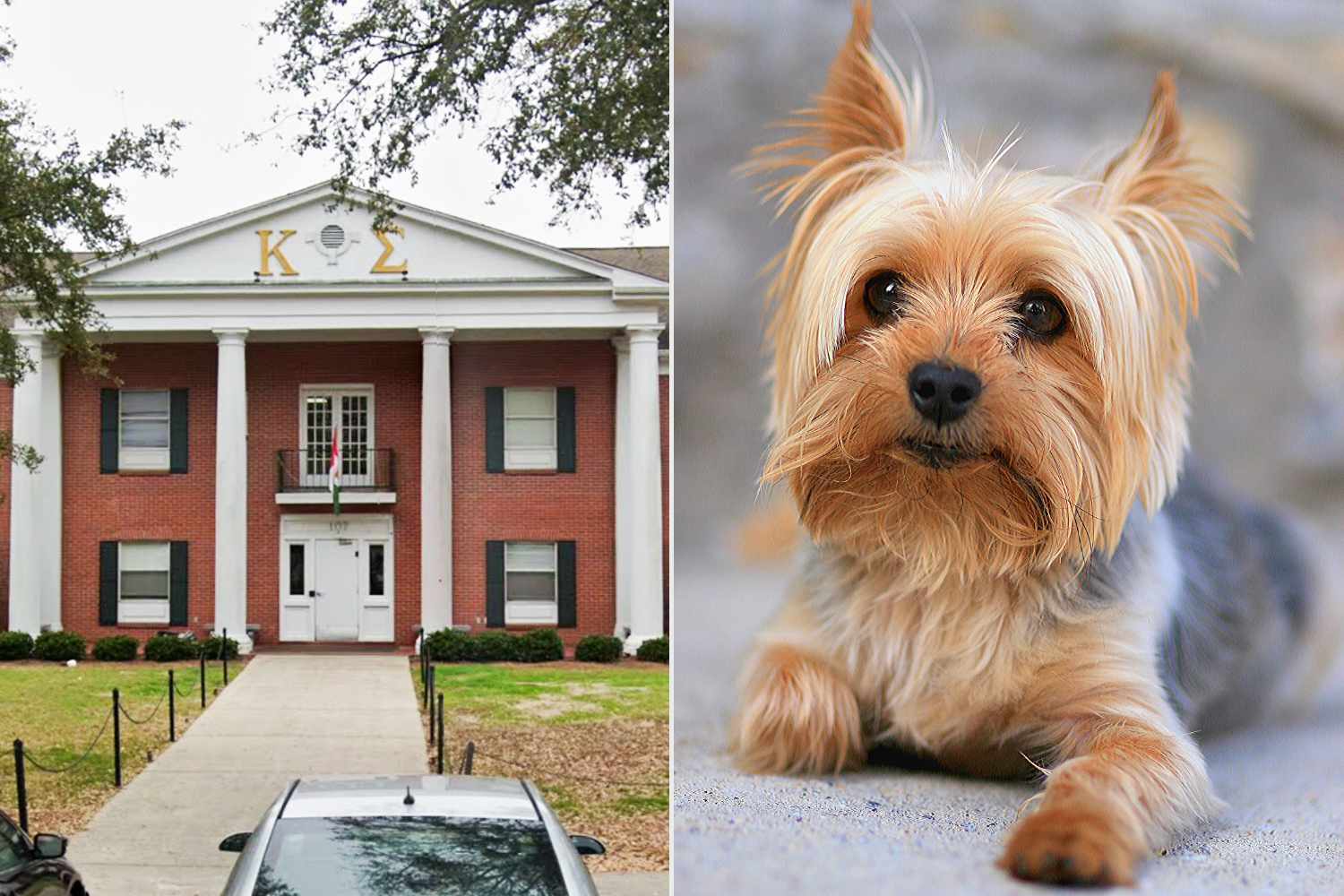 Dog Who Went Missing During a Hurricane 5 Years Ago Reappears at Frat House Near Home – ryan