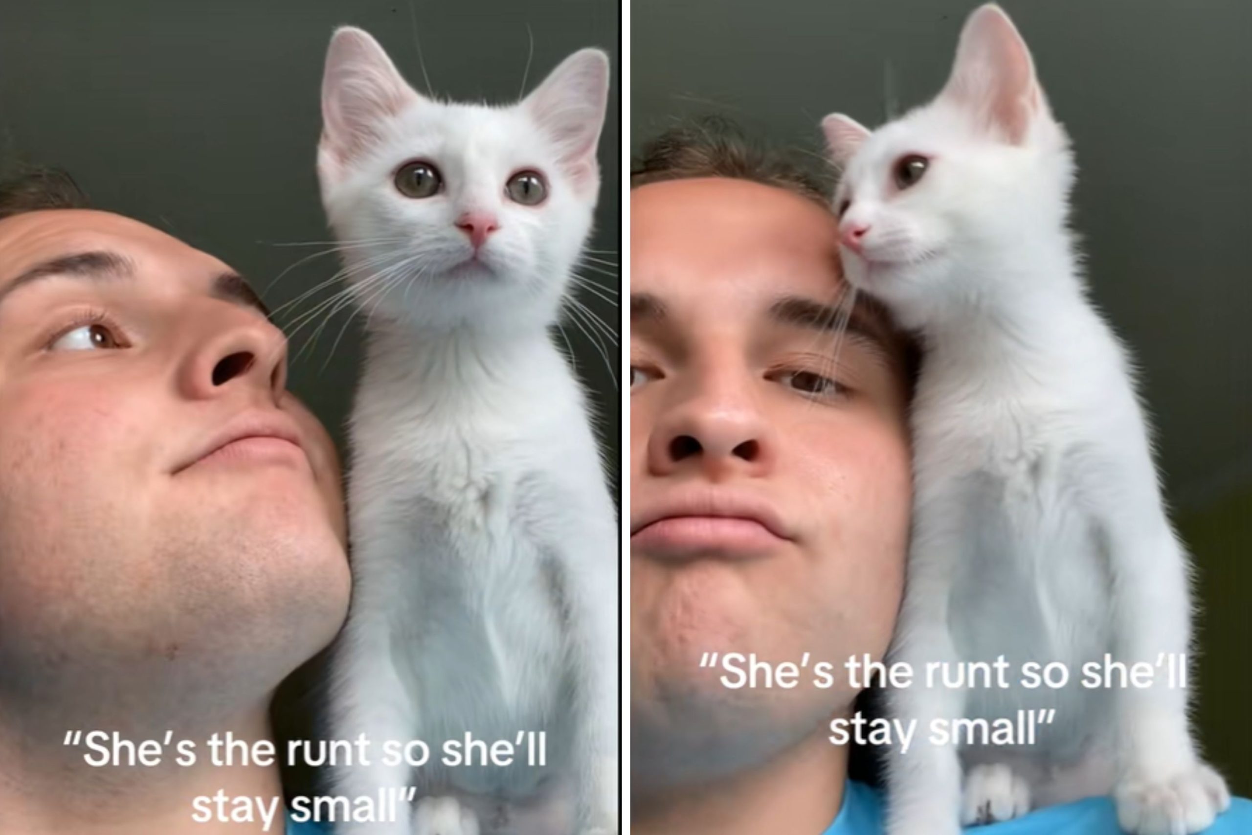 Cat Dad Expected Runt to ‘Stay Small’—Unprepared for What She Grows Into – ryan
