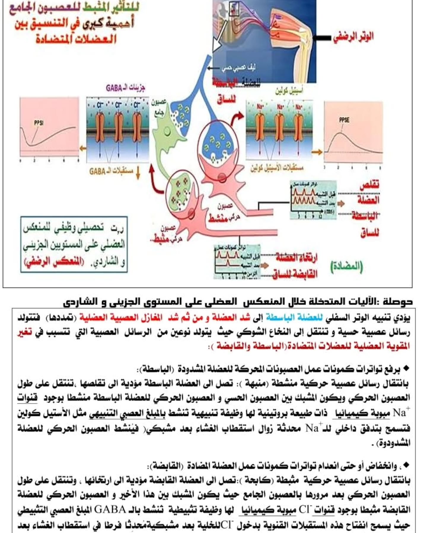 ملخص لأهم النقاط في دور البروتين في الاتصال العصبي#ملخصات #الاتصال العصبي #اساتذ… – ryan