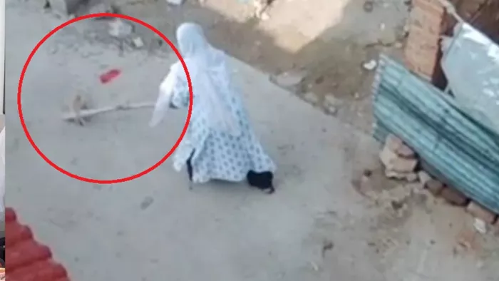 MP News: beaten bitch and four puppies killed in Morena, teeth uprooted from the dogs’ puddle in Bhind – a female dog and four puppies were beaten to death in more