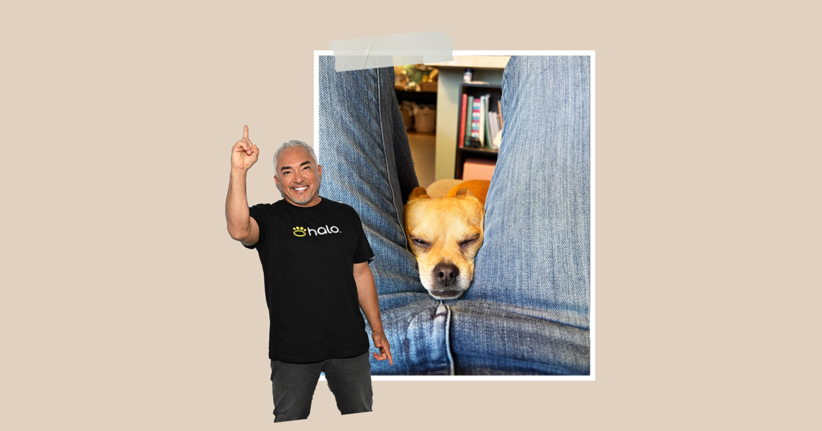 My Dog Ruins My Sex Life. Cesar Millan to the Rescue – ryan