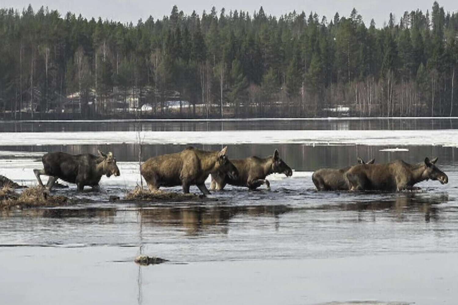 24/7 TV Coverage of Great Moose Migration Becomes Sensation: Watch – ryan