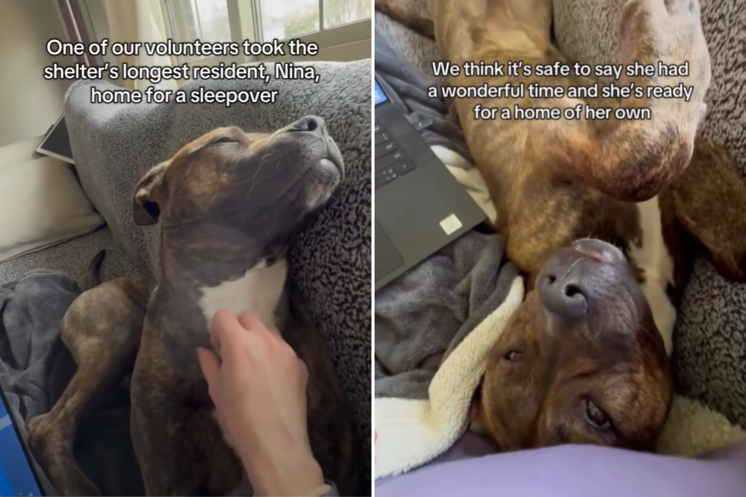 Hearts Melt as Shelter’s Longest Resident Enjoys Sleepover With Volunteer – ryan
