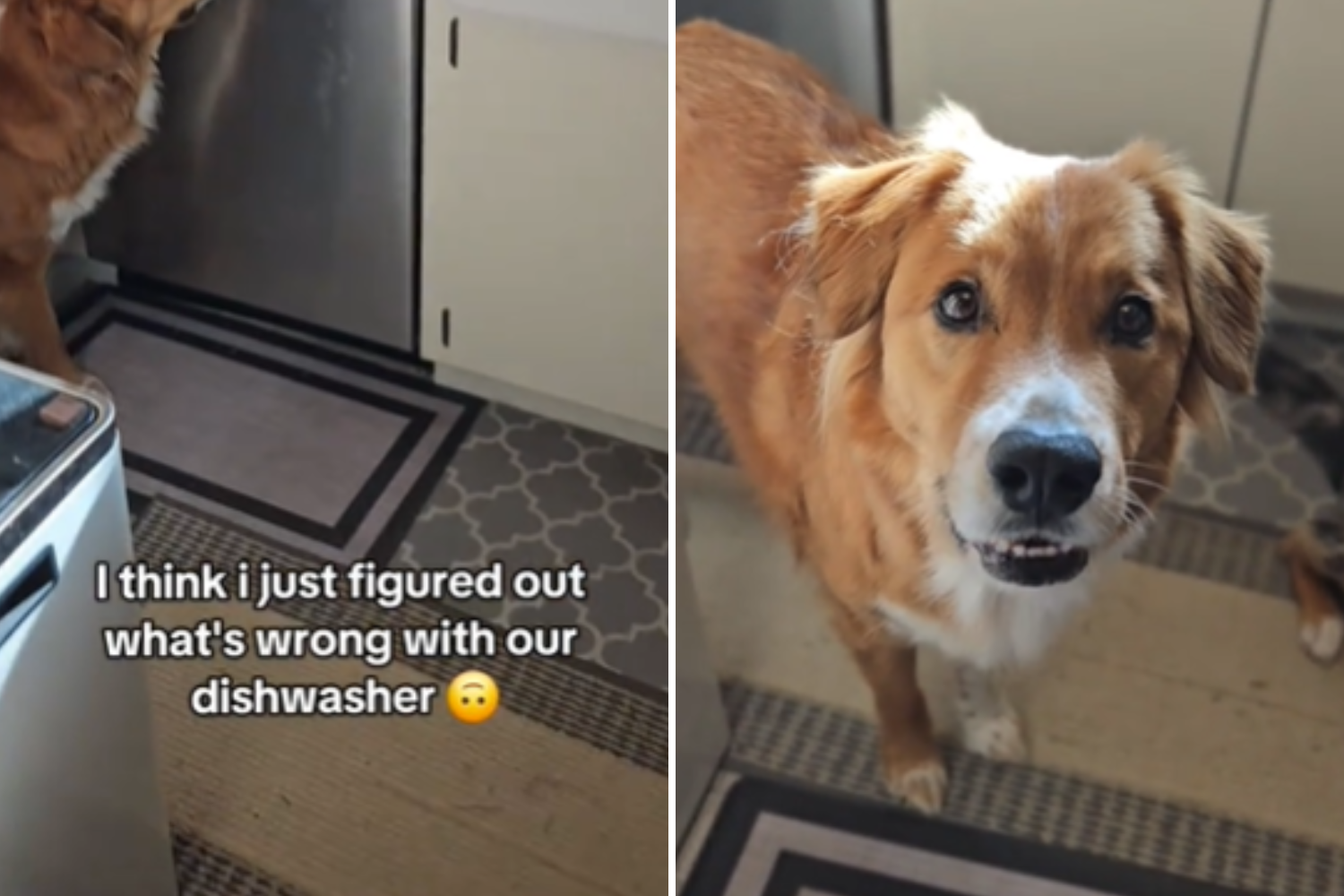 Woman Thinks Dishwasher Is Broken—Then Captures Real Culprit on Camera – ryan