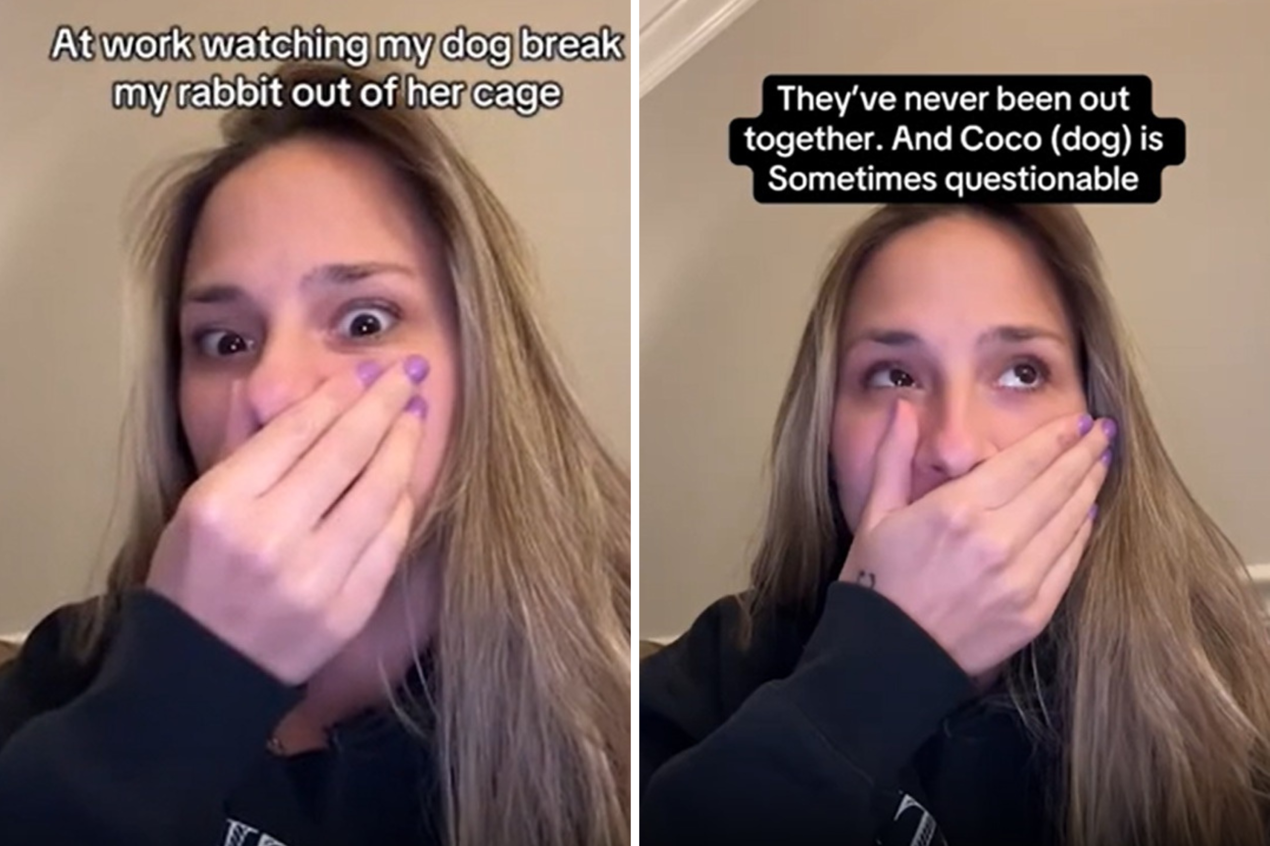 Woman Watches Pet Cam at Work, Not Prepared for How Dog Helps Rabbit Escape – ryan