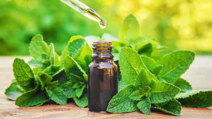 Farmers’ bat! Synthetic or of course? Now identify the reality of mentha oil at a glance in this way -now natural and syntatic mentha oil can be identified by code in Barabanki