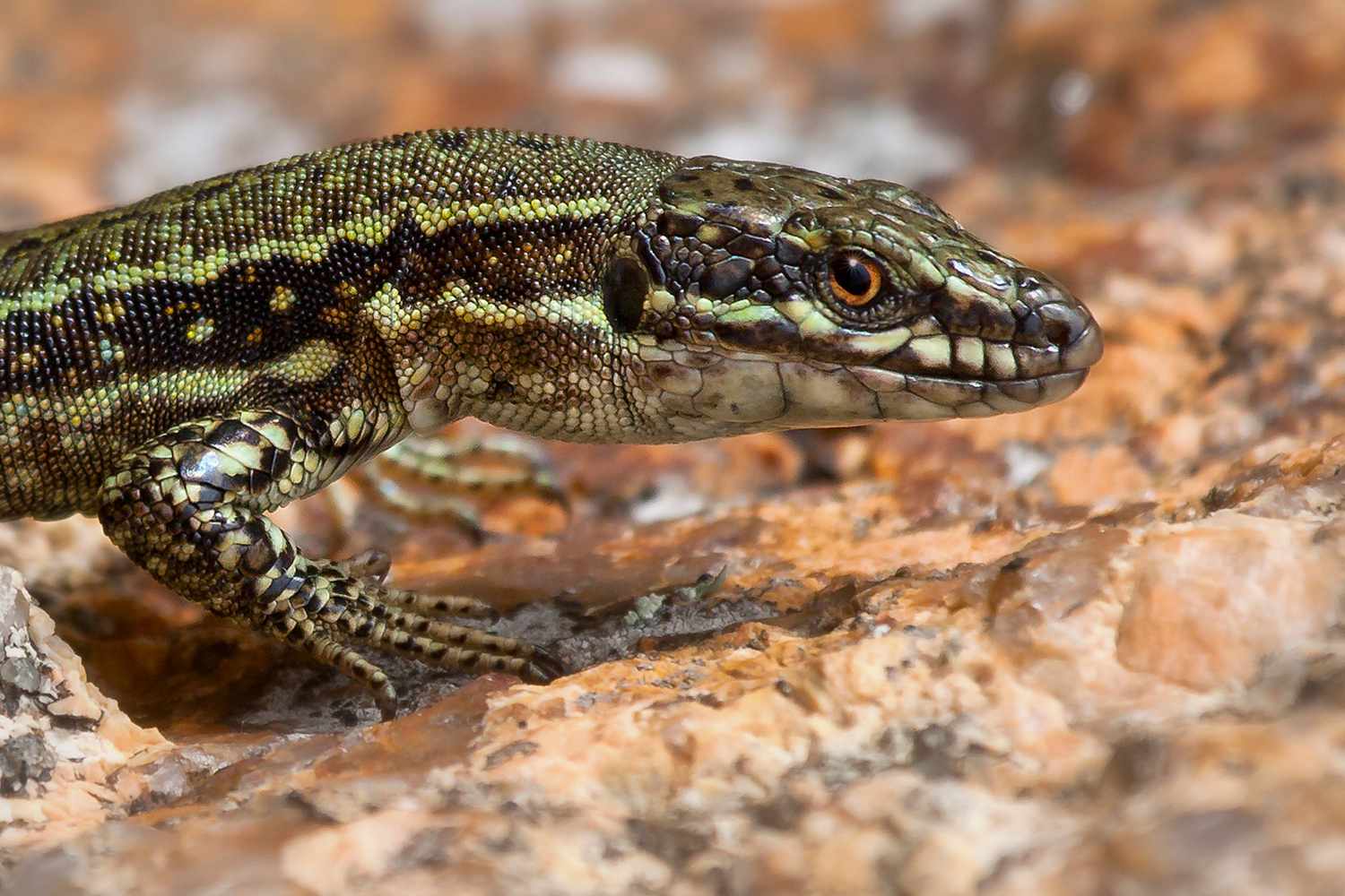 Boy Brought Lizards from Vacation and Now Ohio Has a Growing Population – ryan