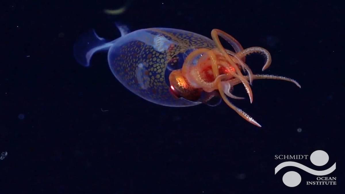 Colossal Squid, World’s Largest Invertebrate, Seen Alive in 100 Years In Deep Sea
