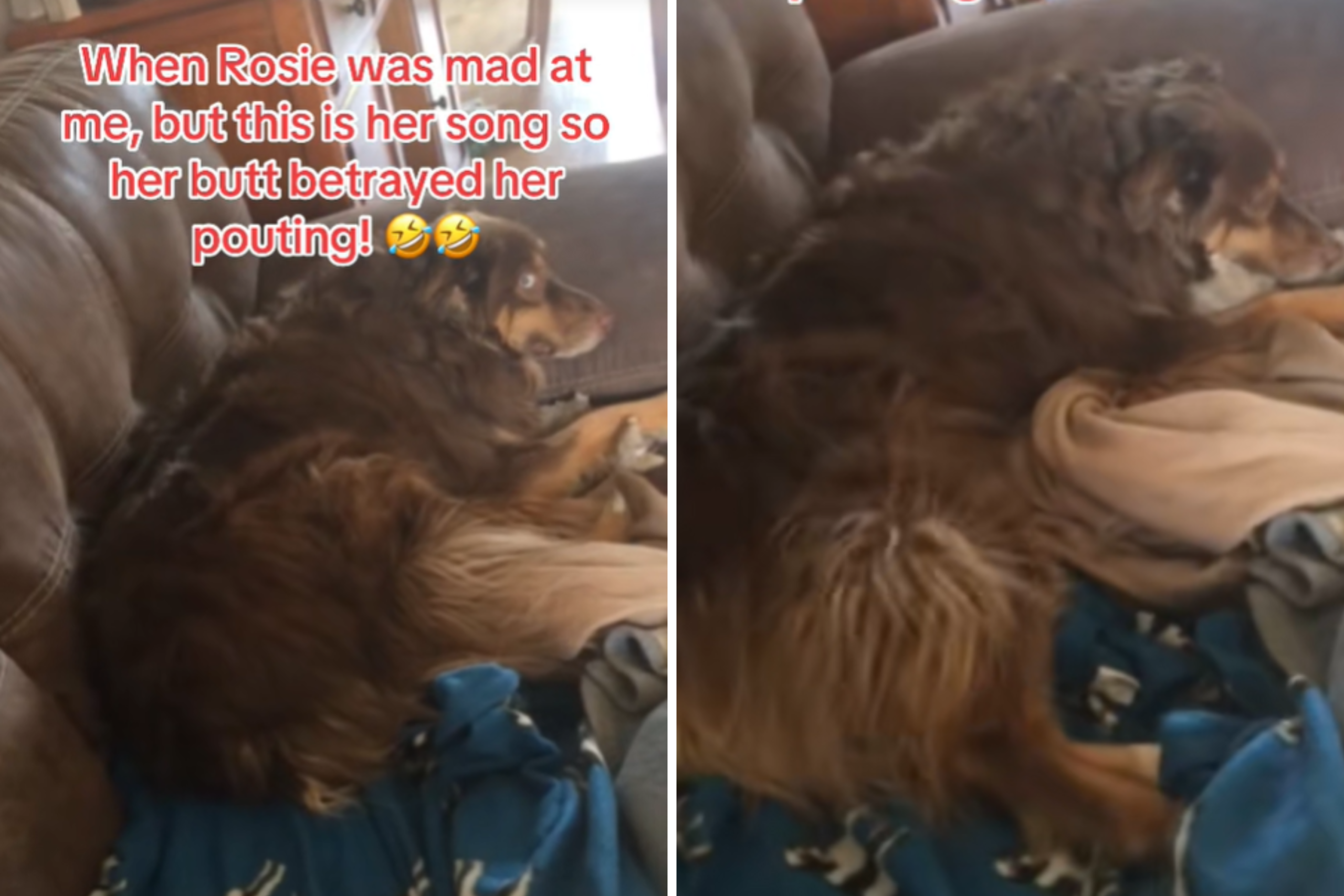 Dog Tries To Give Owner Cold Shoulder—Until She Sings Her Favorite Song – ryan