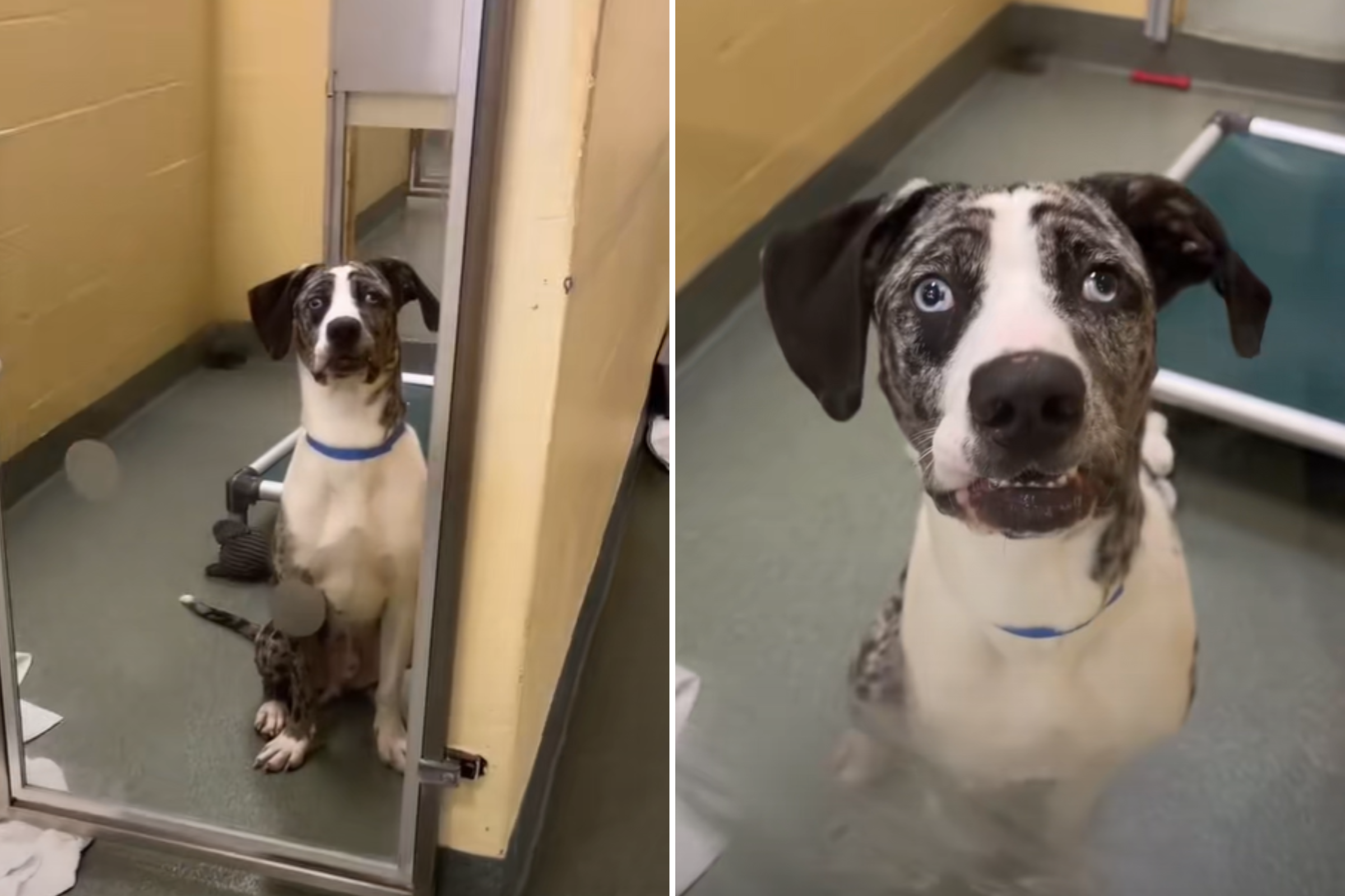 Tears as Shelter Puppy Who Was Adopted With His Sister Returned a Day Later – ryan