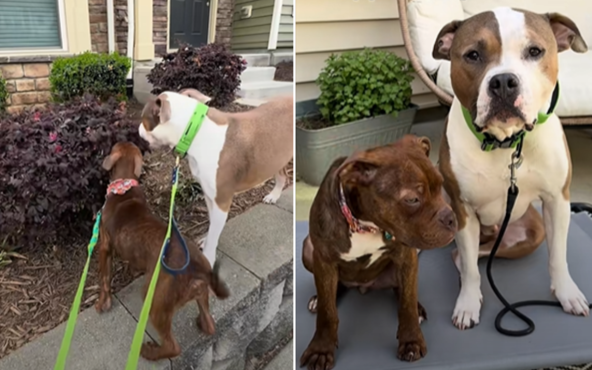 Hearts Melt as Woman Realizes Foster Pup Is ‘Copying’ Her Dog’s Every Move – ryan