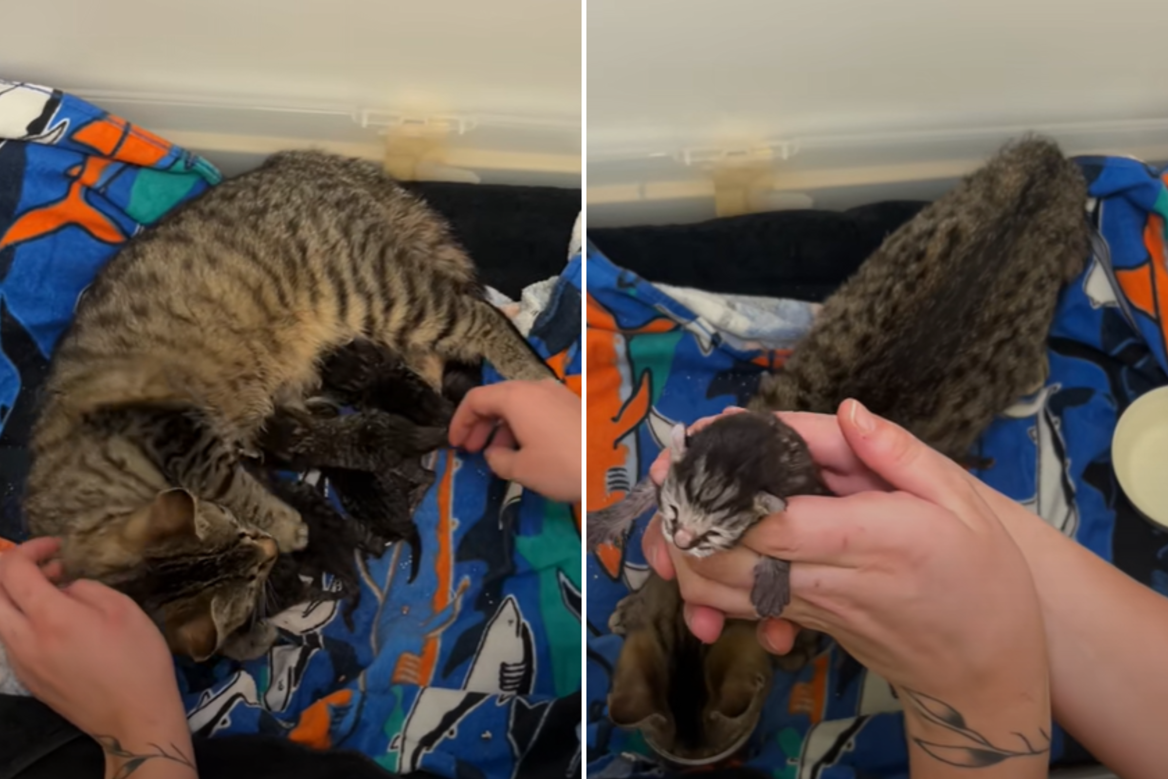 Woman Rescues ‘Larger Than Normal’ Cat, Unprepared for What She Wakes Up To – ryan