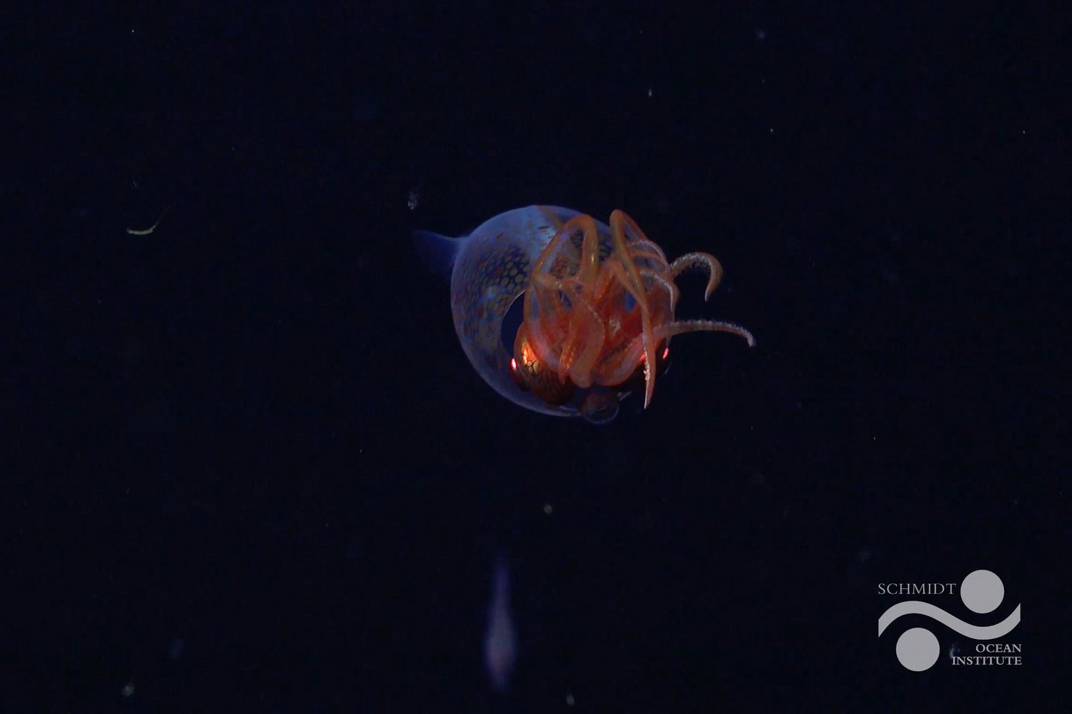 Scientists Shocked to Catch Colossal Squid on Camera for the First Time – ryan