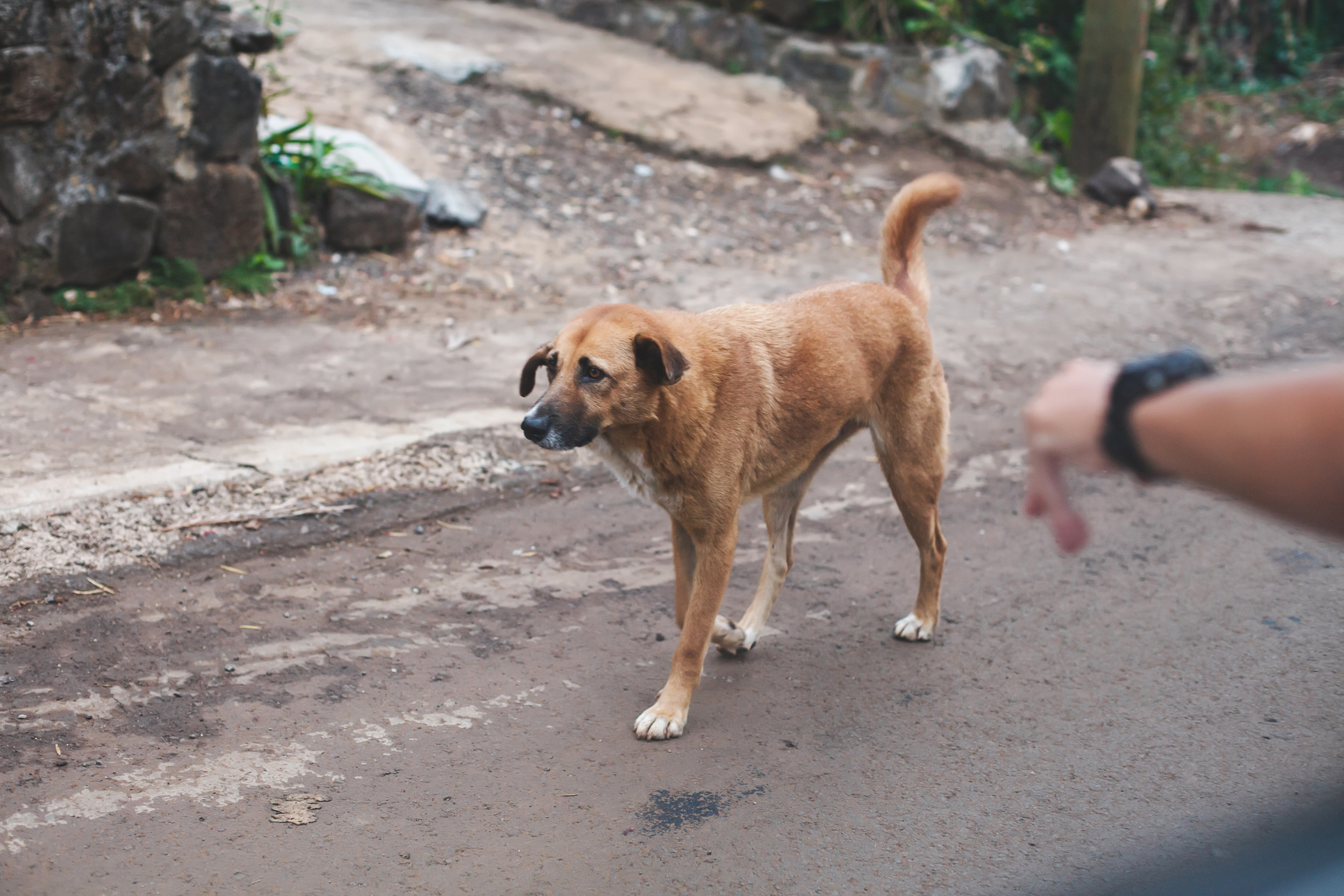 Tiny Street Dog ‘Just Trying to Survive’ Gets Adopted, Look at Him Now – ryan