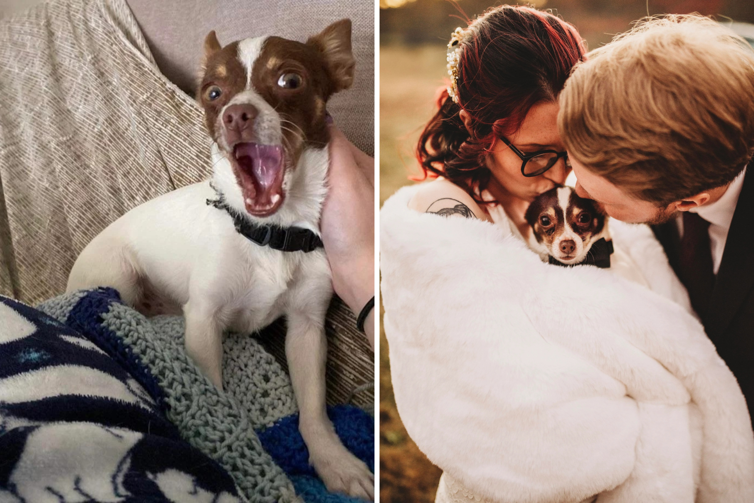 Woman Hits ‘Rock Bottom’, Then Inheriting Late Dad’s Dog Changes Everything – ryan