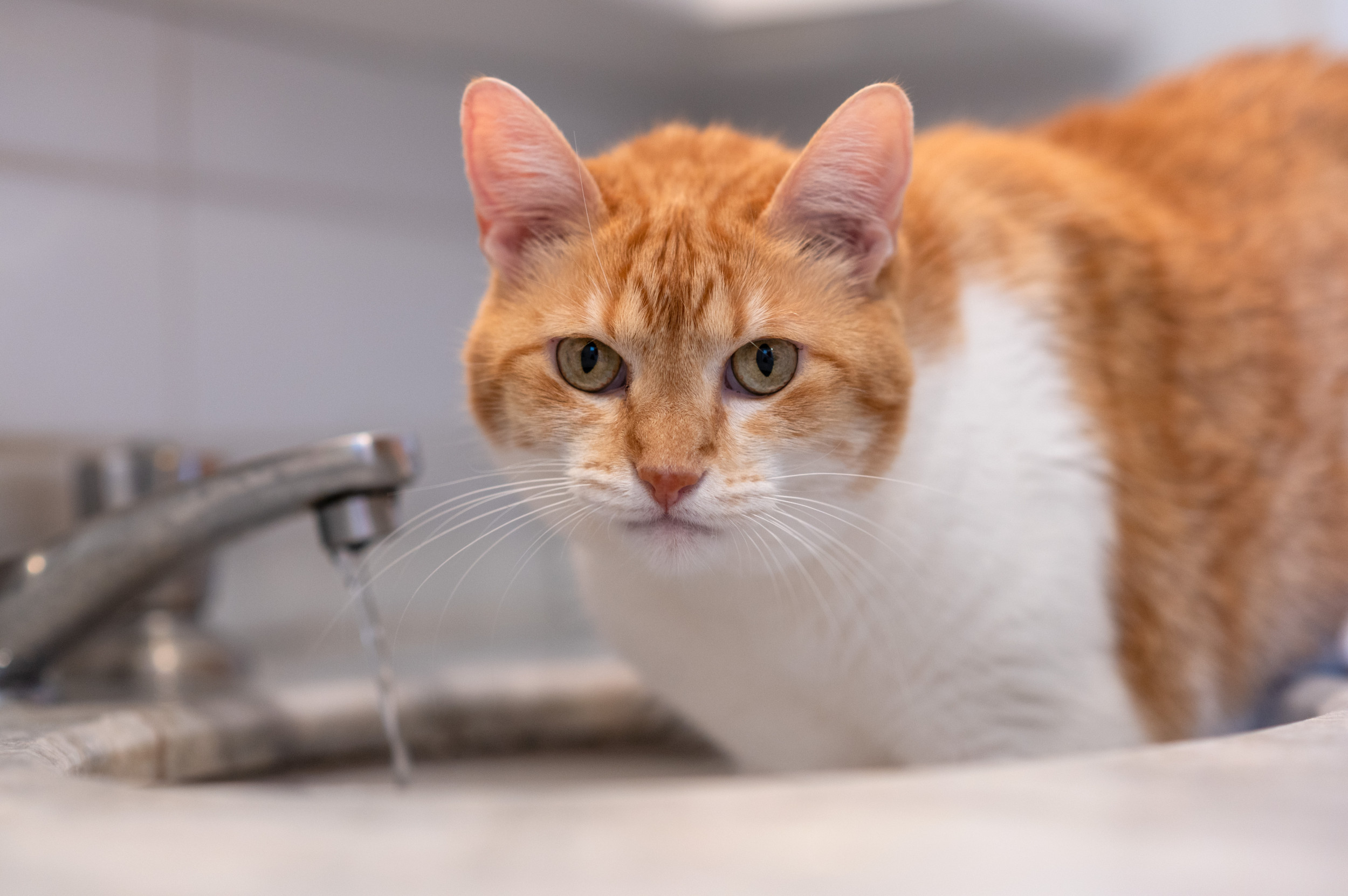 Owner Gives Orange Cat Water From the Sink Just ‘Once,’ That Was a Mistake – ryan