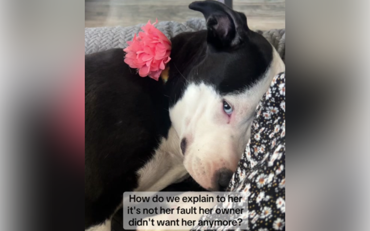 Rescue Dog Returned Just 11 Days After Adoption For Being ‘Inconvenient’ – ryan