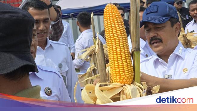 Minister Agus leads to the harvest of wheat along with 15 prisoners in Nusakambangan Lapas Lapas