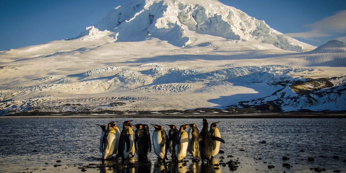 Photos of Wildlife on Heard and McDonald Islands Hit With Trump Tariff – ryan