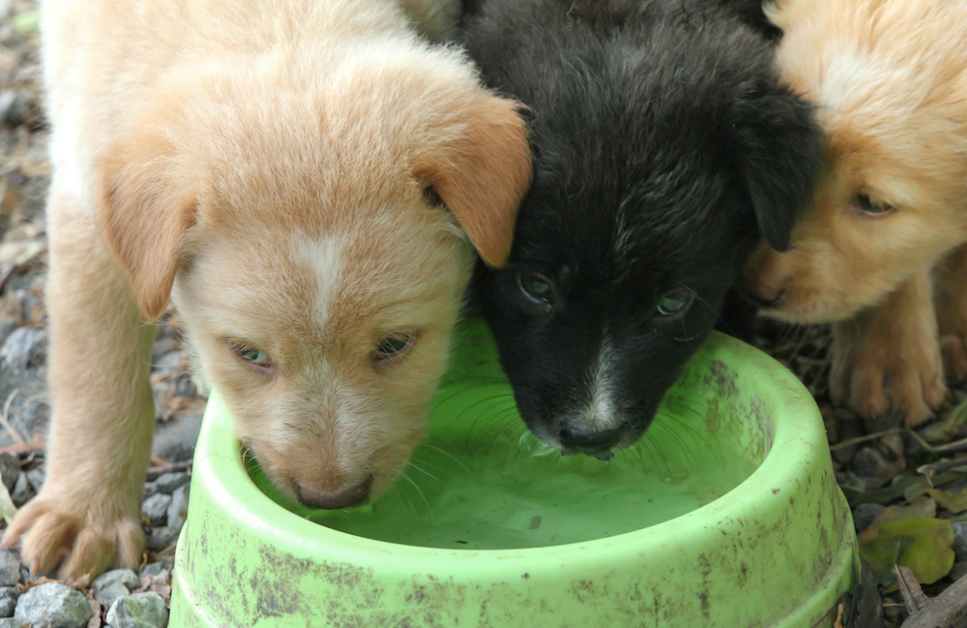 Why it’s not safe for dogs to drink from communal water bowls – ryan