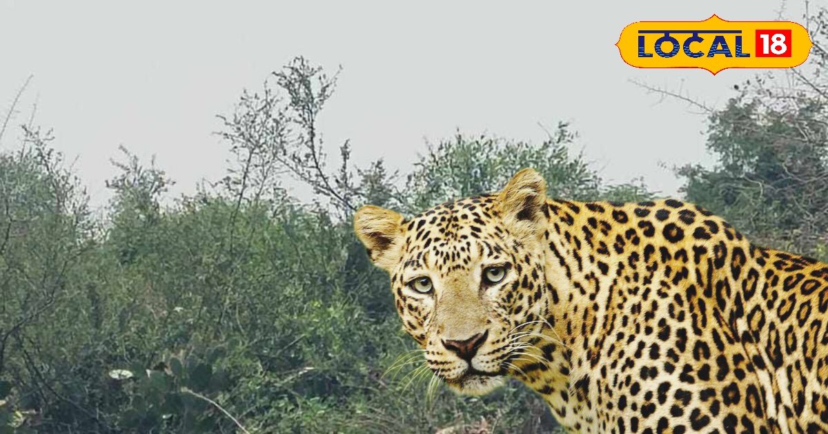 Leopard afraid of the sound of people, came out of life, stirred in Karauli