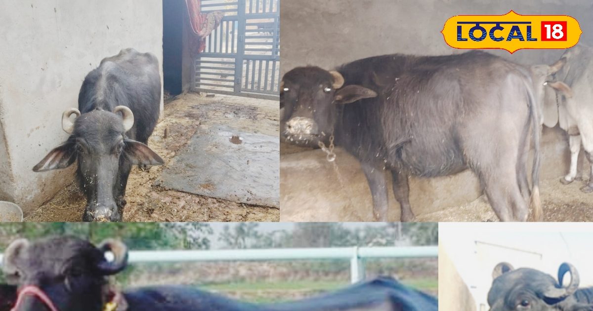 Low space and low cost -milling animals, increase revenue and get excellent production
