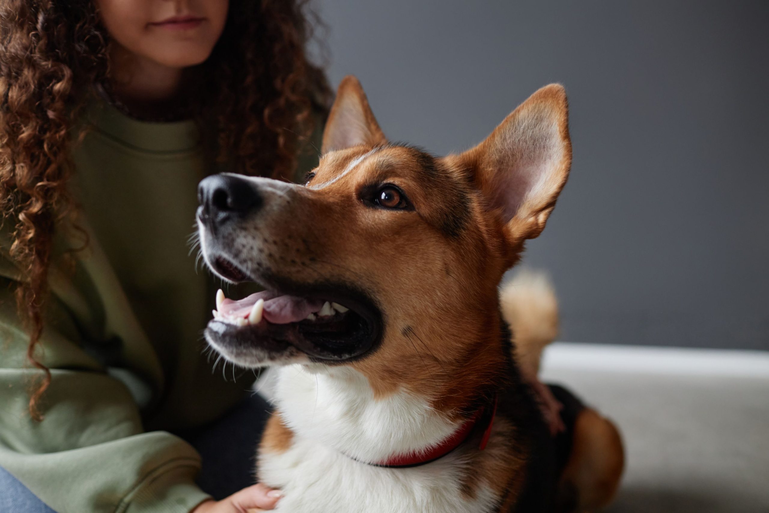Clever Boy! Dogs Understand Us More Than We Realized – ryan