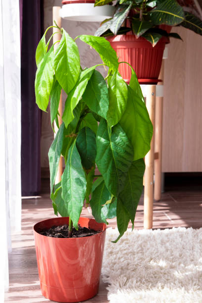 9 Easy Steps To Plant Avocado Plant Home