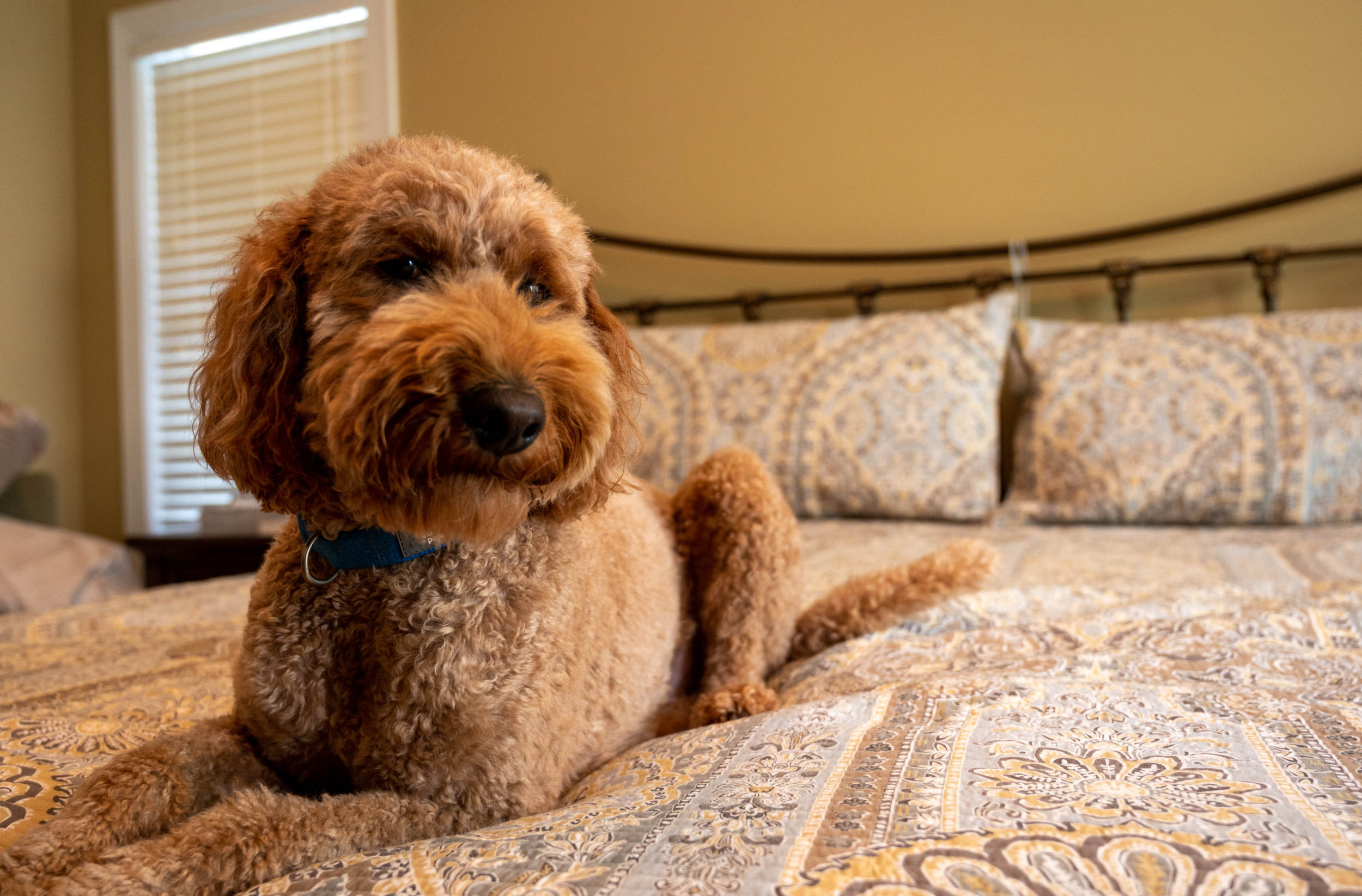 Laughter As Goldendoodle Taken to Friend’s House—Then Realizes It’s Bedtime – ryan