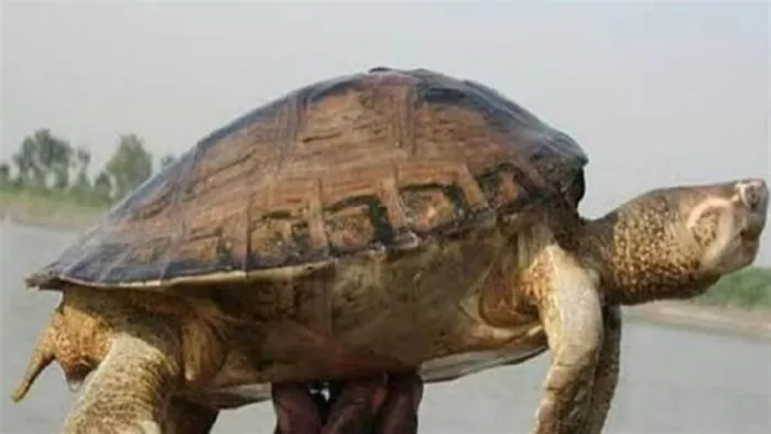 Maharashtra: Turtle has a distance of 3600 km to lay eggs, world record – Oliver Ridley Turtle made a record by reaching Ratnagiri 3600 km from Gahirmatha