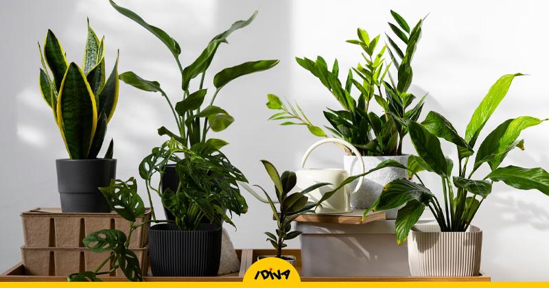 Amidst Rising AQI Concerns, Check Out 8 Purifying Indoor Plants To Combat Air Pollution – ryan