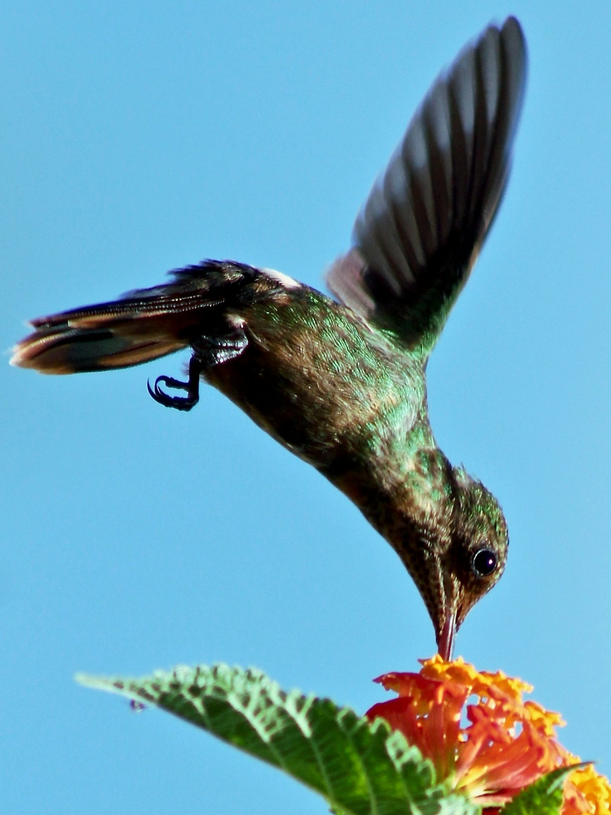 The world’s 10 smallest bird