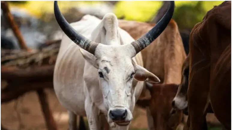 Video of a young man viral while he was wrong with the cow dynasty in Bikaner, the crowd entered the police station to punish the accused